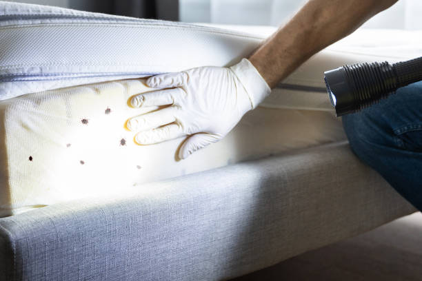 Professional Pest Control in Hickory Creek, TX