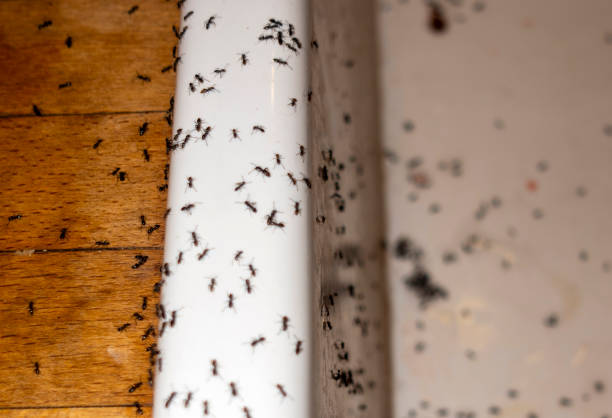 Best Mosquito Control Services  in Hickory Creek, TX