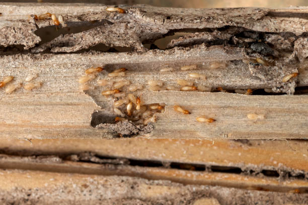 Best Local Pest Control Services  in Hickory Creek, TX
