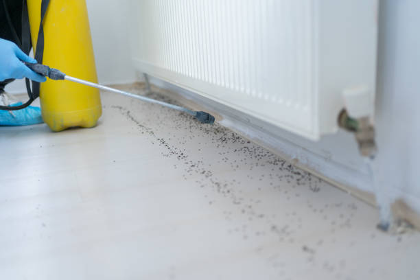 Best Flea Control Services  in Hickory Creek, TX